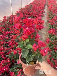 高度30厘米三角梅