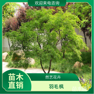 高度200厘米羽毛枫