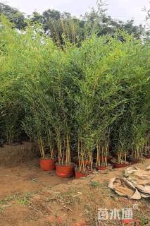 地栽苗金镶玉竹