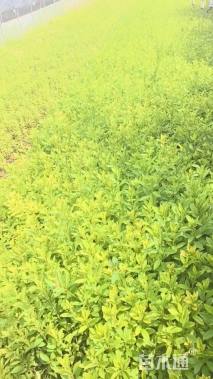 高度35厘米毛鹃小苗