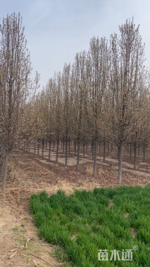 11公分彩叶豆梨