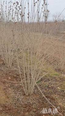 高度150厘米木槿