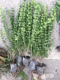 高度40厘米迎春花