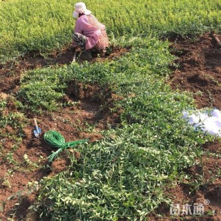 50厘米小叶扶芳藤