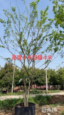 40公分(3杆)丛生朴树