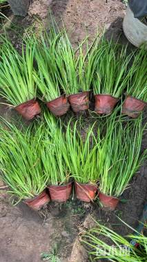 高度20厘米石菖蒲