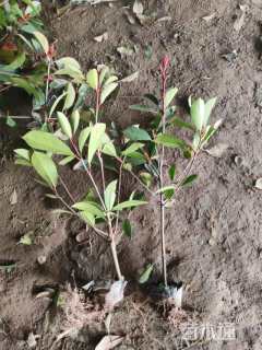 高度50厘米红叶石楠小苗