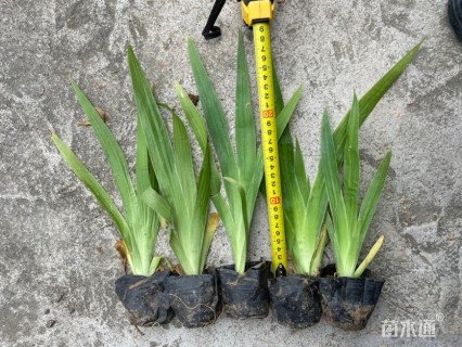 高度25厘米射干