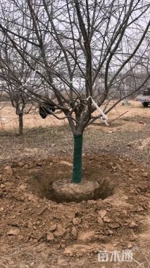 14公分垂丝海棠