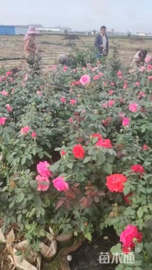 高度50厘米月季