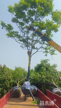 16公分黄山栾树