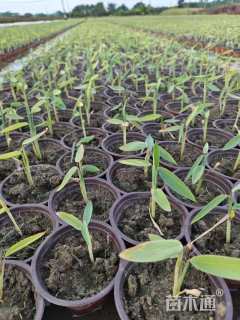 高度20厘米再力花