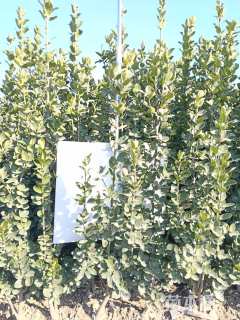 高度120厘米北海道黄杨