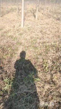 12公分红叶白蜡