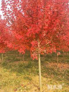 10公分美国红枫-红冠