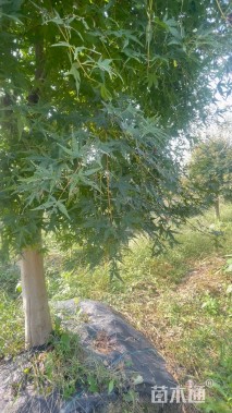 8公分鸡爪槭