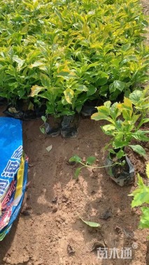 高度25厘米金边假连翘