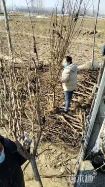 高度150厘米石榴