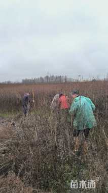 0.8公分红火球紫薇