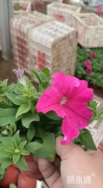高度30厘米须苞石竹