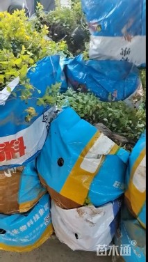 高度30厘米金山绣线菊