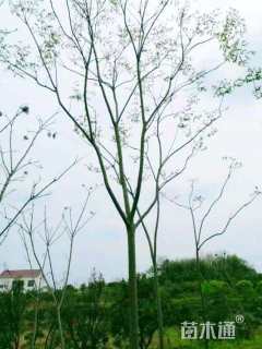 10公分复羽叶栾树