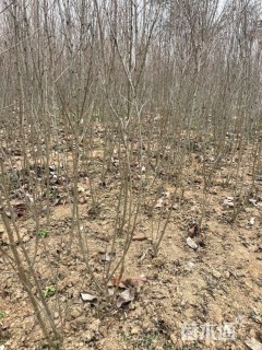 高度60厘米丛生榆叶梅