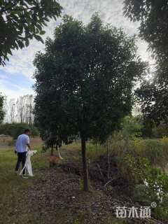 10公分高杆红叶石楠