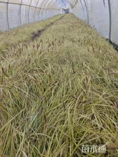 高度20厘米金叶苔草