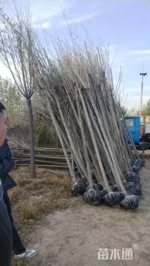 5公分速生白蜡