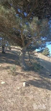 高度400厘米油松