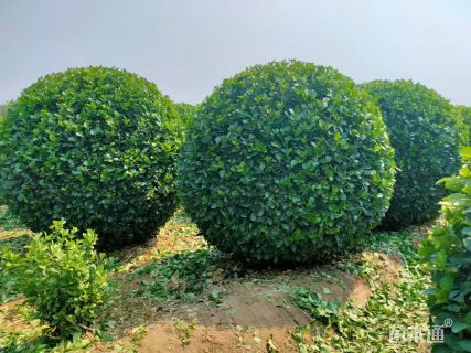 冠幅100厘米卫矛球