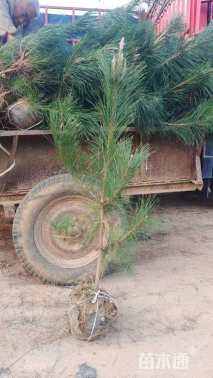 高度120厘米黑松