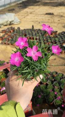 高度9厘米欧石竹