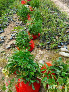 1公分黄花风铃木