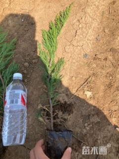 高度50厘米沙地柏