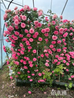 180厘米藤本欧月