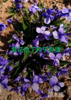 紫花地丁种子