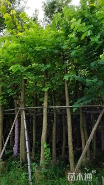 3公分羊蹄甲