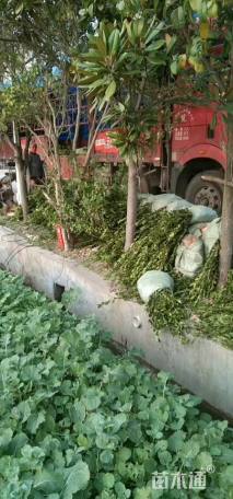 高度70厘米油茶