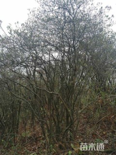 高度400厘米映山红