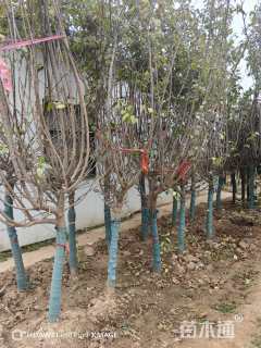 高度300厘米蜡梅