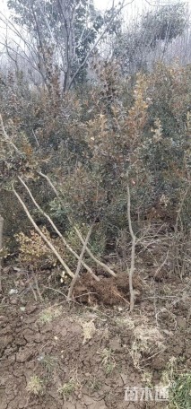 高度1800厘米黄杨