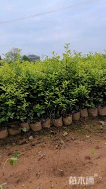 高度30厘米金森女贞