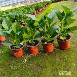高度28厘米绣球
