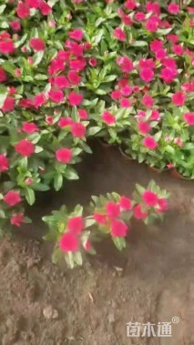 高度20厘米长春花