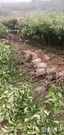 高度30厘米柑橘
