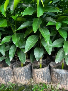 高度50厘米柑橘小苗