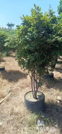 高度250厘米嘉宝果