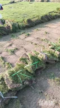 草卷状草皮